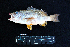  ( - IRD BMF-180.2)  @11 [ ] CreativeCommons  Attribution Non-Commercial Share-Alike (2016) Gino LIMMON Universitas Pattimura