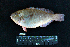 ( - IRD BMF-186.2)  @11 [ ] CreativeCommons  Attribution Non-Commercial Share-Alike (2016) Gino LIMMON Universitas Pattimura