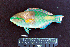  ( - IRD BMF-189.2)  @11 [ ] CreativeCommons  Attribution Non-Commercial Share-Alike (2016) Gino LIMMON Universitas Pattimura