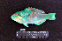  ( - IRD BMF-192.2)  @11 [ ] CreativeCommons  Attribution Non-Commercial Share-Alike (2016) Gino LIMMON Universitas Pattimura