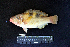  ( - IRD BMF-442.2)  @11 [ ] CreativeCommons  Attribution Non-Commercial Share-Alike (2016) Gino LIMMON Universitas Pattimura