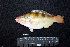  ( - IRD BMF-443.2)  @11 [ ] CreativeCommons  Attribution Non-Commercial Share-Alike (2016) Gino LIMMON Universitas Pattimura