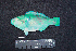  ( - IRD BMF-465.2)  @11 [ ] CreativeCommons  Attribution Non-Commercial Share-Alike (2016) Gino LIMMON Universitas Pattimura