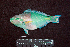  ( - IRD BMF-466.2)  @11 [ ] CreativeCommons  Attribution Non-Commercial Share-Alike (2016) Gino LIMMON Universitas Pattimura