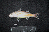  ( - IRD BMF-400.2)  @11 [ ] CreativeCommons  Attribution Non-Commercial Share-Alike (2016) Gino LIMMON Universitas Pattimura
