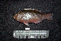 ( - IRD BMF-407.2)  @11 [ ] CreativeCommons  Attribution Non-Commercial Share-Alike (2016) Gino LIMMON Universitas Pattimura