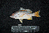  ( - IRD BMF-474.2)  @11 [ ] CreativeCommons  Attribution Non-Commercial Share-Alike (2016) Gino LIMMON Universitas Pattimura