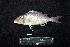  ( - IRD BMF-482.2)  @11 [ ] CreativeCommons  Attribution Non-Commercial Share-Alike (2016) Gino LIMMON Universitas Pattimura