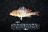  ( - IRD BMF-484.2)  @11 [ ] CreativeCommons  Attribution Non-Commercial Share-Alike (2016) Gino LIMMON Universitas Pattimura