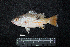  ( - IRD BMF-487.2)  @11 [ ] CreativeCommons  Attribution Non-Commercial Share-Alike (2016) Gino LIMMON Universitas Pattimura