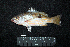  ( - IRD BMF-488.2)  @11 [ ] CreativeCommons  Attribution Non-Commercial Share-Alike (2016) Gino LIMMON Universitas Pattimura