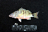 ( - IRD BMF-491.2)  @11 [ ] CreativeCommons  Attribution Non-Commercial Share-Alike (2016) Gino LIMMON Universitas Pattimura