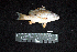  ( - IRD BMF-492.2)  @11 [ ] CreativeCommons  Attribution Non-Commercial Share-Alike (2016) Gino LIMMON Universitas Pattimura