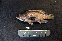  ( - IRD BMF-498.2)  @11 [ ] CreativeCommons  Attribution Non-Commercial Share-Alike (2016) Gino LIMMON Universitas Pattimura