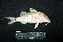  ( - IRD BMF-503.2)  @11 [ ] CreativeCommons  Attribution Non-Commercial Share-Alike (2016) Gino LIMMON Universitas Pattimura