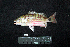  ( - IRD BMF-504.2)  @11 [ ] CreativeCommons  Attribution Non-Commercial Share-Alike (2016) Gino LIMMON Universitas Pattimura