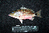  ( - IRD BMF-505.2)  @11 [ ] CreativeCommons  Attribution Non-Commercial Share-Alike (2016) Gino LIMMON Universitas Pattimura