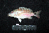  ( - IRD BMF-506.2)  @11 [ ] CreativeCommons  Attribution Non-Commercial Share-Alike (2016) Gino LIMMON Universitas Pattimura