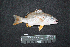  ( - IRD BMF-508.2)  @11 [ ] CreativeCommons  Attribution Non-Commercial Share-Alike (2016) Gino LIMMON Universitas Pattimura