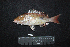  ( - IRD BMF-555.2)  @11 [ ] CreativeCommons  Attribution Non-Commercial Share-Alike (2016) Gino LIMMON Universitas Pattimura
