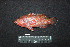  ( - IRD BMF-560.2)  @11 [ ] CreativeCommons  Attribution Non-Commercial Share-Alike (2016) Gino LIMMON Universitas Pattimura