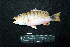  (Lutjanus semicinctus - IRD BMF-561.2)  @11 [ ] CreativeCommons  Attribution Non-Commercial Share-Alike (2016) Gino LIMMON Universitas Pattimura