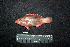  ( - IRD BMF-562.2)  @11 [ ] CreativeCommons  Attribution Non-Commercial Share-Alike (2016) Gino LIMMON Universitas Pattimura