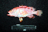  ( - IRD BMF-586.2)  @11 [ ] CreativeCommons  Attribution Non-Commercial Share-Alike (2016) Gino LIMMON Universitas Pattimura