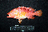  ( - IRD BMF-587.2)  @11 [ ] CreativeCommons  Attribution Non-Commercial Share-Alike (2016) Gino LIMMON Universitas Pattimura