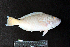  ( - IRD BMF-651.2)  @11 [ ] CreativeCommons  Attribution Non-Commercial Share-Alike (2016) Gino LIMMON Universitas Pattimura