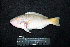  ( - IRD BMF-652.2)  @11 [ ] CreativeCommons  Attribution Non-Commercial Share-Alike (2016) Gino LIMMON Universitas Pattimura