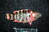  ( - IRD BMF-653.2)  @11 [ ] CreativeCommons  Attribution Non-Commercial Share-Alike (2016) Gino LIMMON Universitas Pattimura