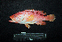  ( - IRD BMF-663.2)  @11 [ ] CreativeCommons  Attribution Non-Commercial Share-Alike (2016) Gino LIMMON Universitas Pattimura