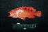  ( - IRD BMF-664.2)  @11 [ ] CreativeCommons  Attribution Non-Commercial Share-Alike (2016) Gino LIMMON Universitas Pattimura