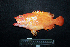  ( - IRD BMF-665.2)  @11 [ ] CreativeCommons  Attribution Non-Commercial Share-Alike (2016) Gino LIMMON Universitas Pattimura