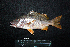  ( - IRD BMF-668.2)  @11 [ ] CreativeCommons  Attribution Non-Commercial Share-Alike (2016) Gino LIMMON Universitas Pattimura