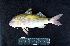  ( - IRD BMF-676.2)  @11 [ ] CreativeCommons  Attribution Non-Commercial Share-Alike (2016) Gino LIMMON Universitas Pattimura