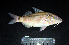  ( - IRD BMF-687.2)  @11 [ ] CreativeCommons  Attribution Non-Commercial Share-Alike (2016) Gino LIMMON Universitas Pattimura
