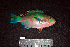  ( - IRD BMF-696.2)  @11 [ ] CreativeCommons  Attribution Non-Commercial Share-Alike (2016) Gino LIMMON Universitas Pattimura