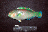  ( - IRD BMF-697.2)  @11 [ ] CreativeCommons  Attribution Non-Commercial Share-Alike (2016) Gino LIMMON Universitas Pattimura