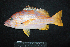  ( - IRD BMF-706.2)  @11 [ ] CreativeCommons  Attribution Non-Commercial Share-Alike (2016) Gino LIMMON Universitas Pattimura