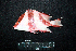  ( - IRD BMF-717.2)  @11 [ ] CreativeCommons  Attribution Non-Commercial Share-Alike (2016) Gino LIMMON Universitas Pattimura