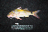  ( - IRD BMF-747.2)  @11 [ ] CreativeCommons  Attribution Non-Commercial Share-Alike (2016) Gino LIMMON Universitas Pattimura