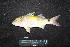  ( - IRD BMF-749.2)  @11 [ ] CreativeCommons  Attribution Non-Commercial Share-Alike (2016) Gino LIMMON Universitas Pattimura