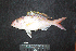  ( - IRD BMF-764.2)  @11 [ ] CreativeCommons  Attribution Non-Commercial Share-Alike (2016) Gino LIMMON Universitas Pattimura