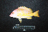  ( - IRD BMF-765.2)  @11 [ ] CreativeCommons  Attribution Non-Commercial Share-Alike (2016) Gino LIMMON Universitas Pattimura