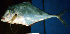  ( - IRD 20030313-Alectis.2)  @11 [ ] CreativeCommons  Attribution Non-Commercial Share-Alike  Unspecified Institut de recherche pour le développement, France