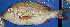  ( - IRD 20061126-Lerp1.2)  @11 [ ] CreativeCommons  Attribution Non-Commercial Share-Alike  Unspecified Institut de recherche pour le développement, France