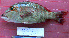  ( - IRD 20071124-kakap10.2)  @11 [ ] CreativeCommons  Attribution Non-Commercial Share-Alike  Unspecified Institut de recherche pour le développement, France