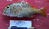  ( - IRD 20071124-kakap18.2)  @11 [ ] CreativeCommons  Attribution Non-Commercial Share-Alike  Unspecified Institut de recherche pour le développement, France